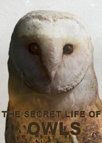 Watch The Secret Life of Owls