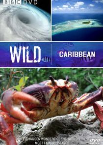 Watch Wild Caribbean