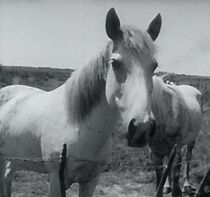 Watch La Camargue (Short 1966)