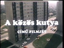 Watch A közös kutya