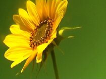 Watch Van Gogh 3000 (Short 2013)