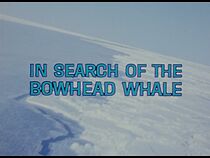 Watch In Search of the Bowhead Whale