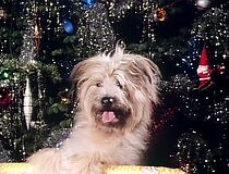 Watch A Christmas for Boomer