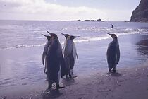 Watch Une plage et trop de manchots