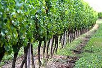 Watch Földön járó borászok