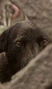 Watch Viata de câine (Short 1998)