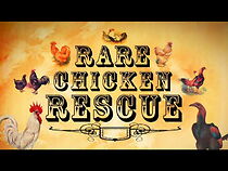 Watch Rare Chicken Rescue (Short 2008)