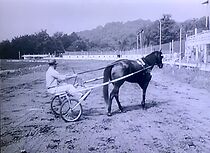 Watch Tale of a Trotter (Short 1956)