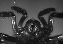 Watch Microscopic Mysteries (Short 1932)