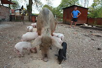 Watch The Pig Star (Short 2012)