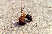 Watch Rant (Short 1996)