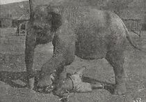 Watch Stanley Among the Voodoo Worshipers (Short 1915)