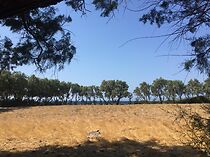 Watch Von einem, der quer übers Feld lief