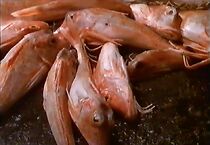 Watch The Universe of Dermot Finn (Short 1988)