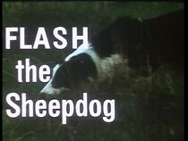 Watch Flash the Sheepdog
