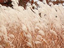 Watch Wind and Weeds