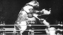 Watch The Boxing Cats (Prof. Welton's)