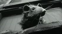 Watch The Tale of the Rat That Wrote (Short 1999)