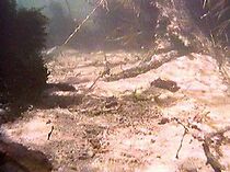 Watch Trout Stream (Short 1961)