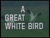 Watch A Great White Bird
