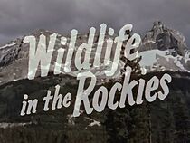 Watch Wildlife in the Rockies (Short 1957)