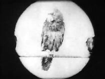 Watch Grandpa's Reading Glass (Short 1902)