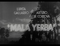 Watch Mala yerba
