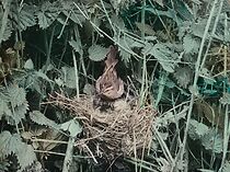Watch Wild Birds in Their Haunts (Short 1909)