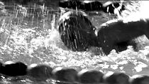 Watch The Big Swim (Short 1964)