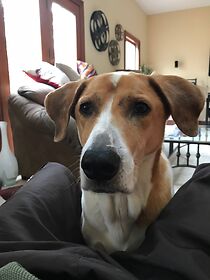 Watch Gandalf the Whizzer (Short 2015)