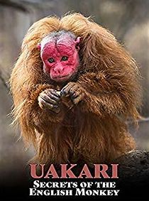 Watch Uakari: Secrets of the English Monkey