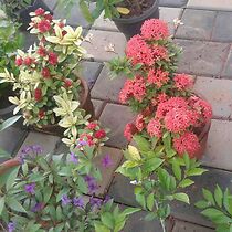 Watch Van Helsing: The Vampire Hunter (Short 2012)