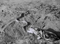 Watch Chili and Chills (Short 1932)