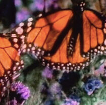 Watch Women I Love (Short 1979)