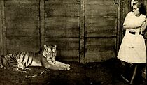 Watch The Tiger (Short 1913)