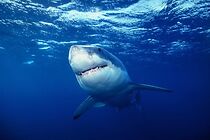 Watch Great White Shark