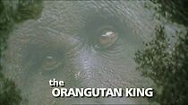 Watch The Orangutan King