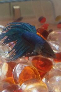 Watch Buoyancy (Short 2016)