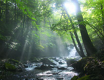 Watch The Last Wild Place with Christopher Reeve (Short 2005)