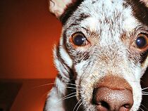 Watch Spay and Neuter