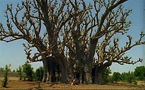 Watch Baobab (Short 2000)