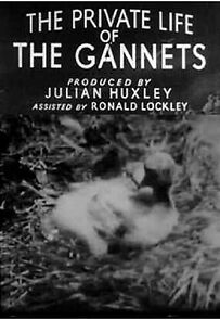 Watch The Private Life of the Gannets (Short 1934)
