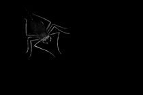 Watch A Noiseless Patient Spider (Short 2009)