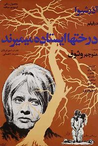 Watch Trees Die Standing