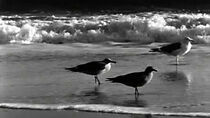Watch Moods of the Sea (Short 1942)