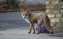 Watch The City Fox