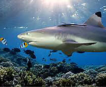 Watch Valley of the Sharks