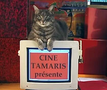 Watch Homage to Zgougou the Cat