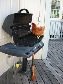 Watch Chickens in the City (Short 2005)