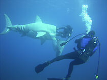 Watch Shark: Mind of a Demon with Fabien Cousteau